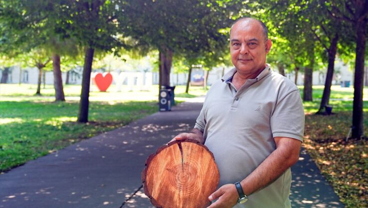 Ağaç halkaları: Doğanın iklim arşivi