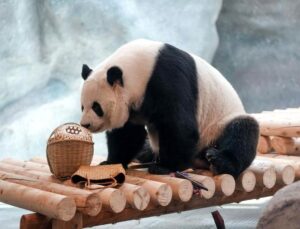 Albüm: Beijing Hayvanat Bahçesi’ndeki 10 Dev Panda İçin Yeni Tesis Açıldı