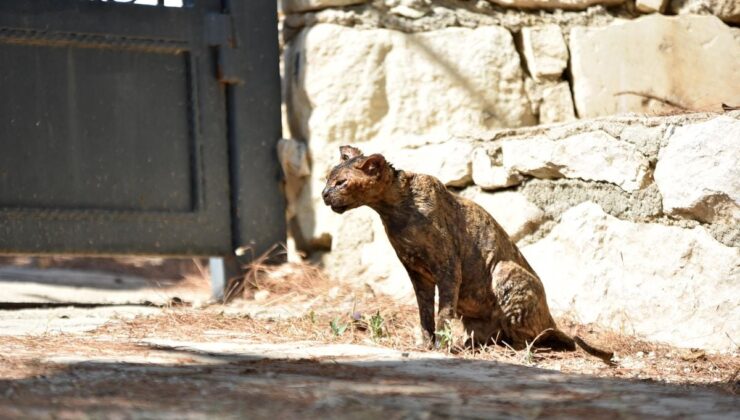 Alevlerin arasında kalan kedi ‘Luna’, tedaviye alındı