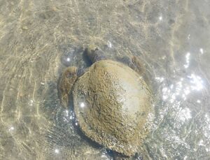 Ayvalık’ta Sahilde Ölü Caretta Caretta Bulundu