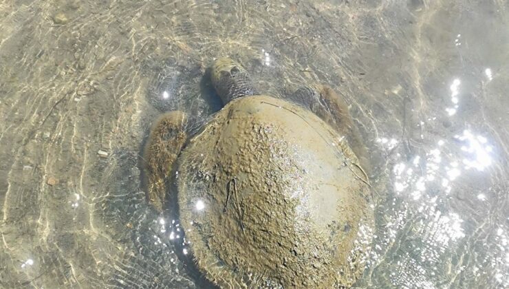 Ayvalık’ta Sahilde Ölü Caretta Caretta Bulundu