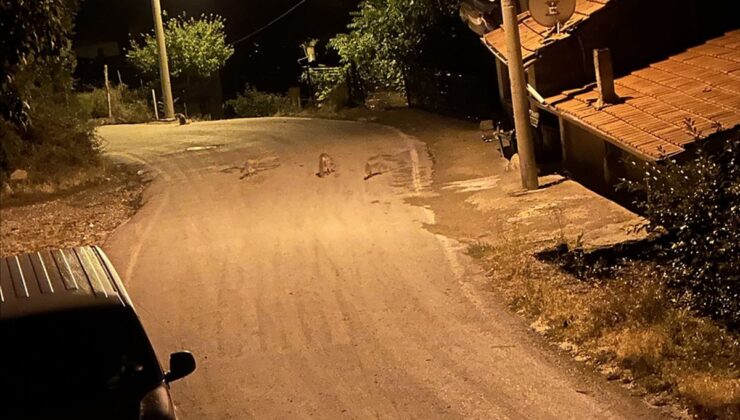 Çorum’da 4 tilki sokakta oynarken görüntülendi