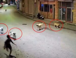 Dehşete düşüren anlar: Sokak köpekleri 10 yaşındaki çocuğu parçalıyordu