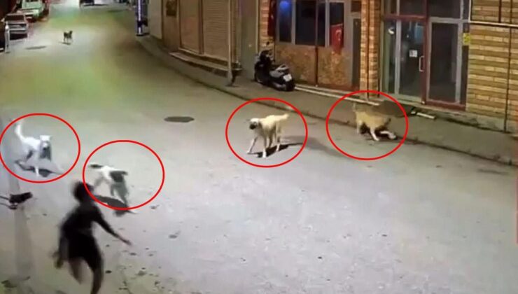 Dehşete düşüren anlar: Sokak köpekleri 10 yaşındaki çocuğu parçalıyordu