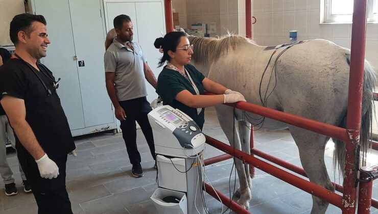 Diyarbakır’da, yarış atı belindeki rahatsızlık nedeniyle fizik tedaviye alındı