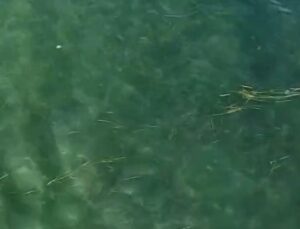 Dron ile boğulma anı kurtarıldı