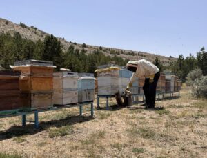 Endemik bitkilerden beslenen arılar, Özvatan balına lezzet katıyor