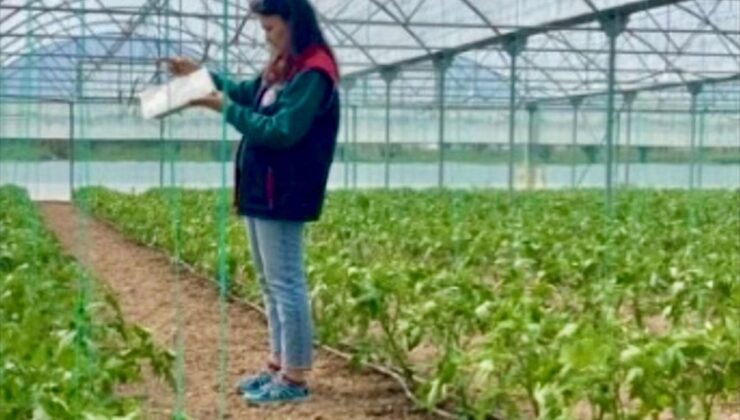 Eskişehir’de Domates Güvesiyle Mücadele Sürüyor