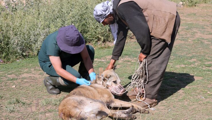 Hakkari’de bin sahipli köpek kimliklendirildi
