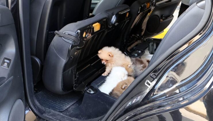 Kapıkule’de Koltuğa Gizlenmiş 5 Yavru Köpek Ele Geçirildi