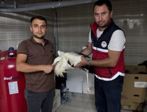 Kastamonu’da yaralı leylek koruma altına alındı