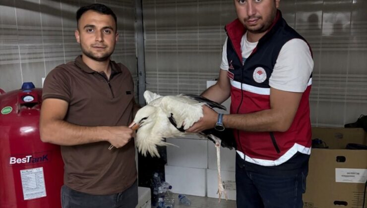 Kastamonu’da yaralı leylek koruma altına alındı