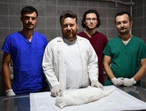 Meme tümörlü kedi ‘Pamuk’ sağlığına kavuştu