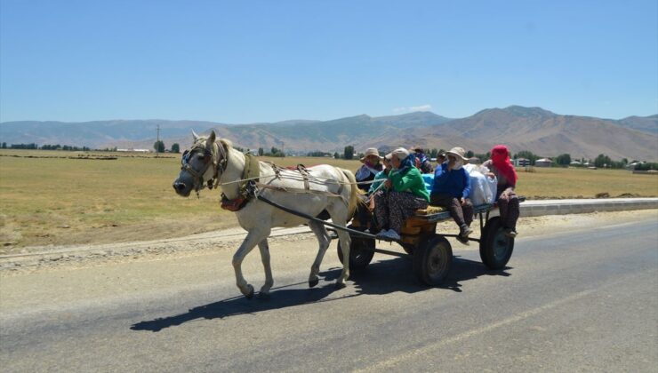 Muş’ta kadınlar her gün kilometrelerce yol aşıp sürüleri sağıyor