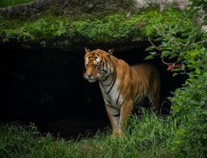 Nepal’de nesli tehlike altındaki Bengal kaplanlarının sayısı arttı