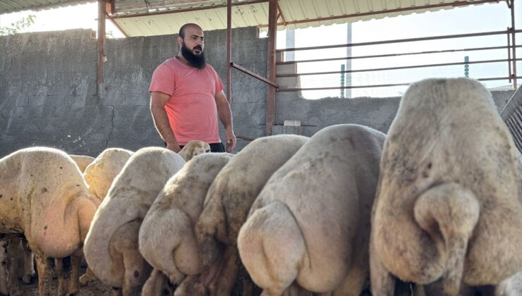 Osmaniye’de sağanakta su basan ahırdan koyunlarını çıkaran besici yaşadıklarını anlattı