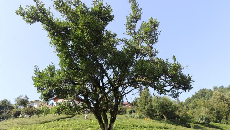 Rize’de yaklaşık 70 yıldır budanmayan çay ağacı görenlerin ilgisini çekiyor