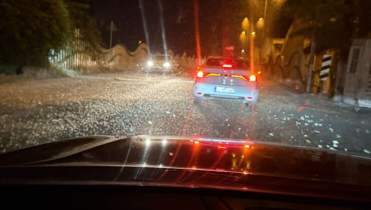 Sakarya’da ‘kelebeklerin ölüm dansı’ yeniden yaşandı