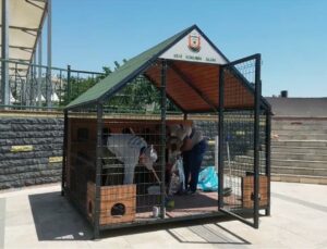 Şanlıurfa’da 11 noktaya 12 kedi evi kuruldu