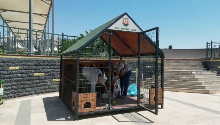 Şanlıurfa’da 11 noktaya 12 kedi evi kuruldu