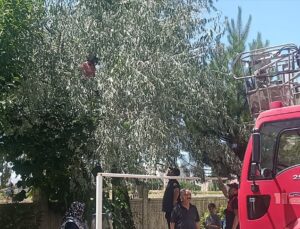 Şarkışla’da Ağaçta Mahsur Kalan Otizmli Kız Kurtarıldı