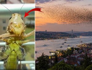 Sürüler halinde Türkiye’ye geliyorlar! İstanbul’dan sonra o ili de sardılar