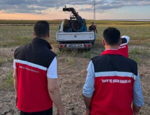 Tekirdağ’da çekirge popülasyonu takip ediliyor