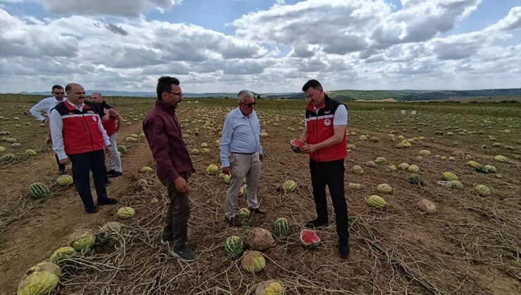 Tekirdağ’da doludan zarar gören tarım arazilerinde hasar tespit çalışmaları sürüyor