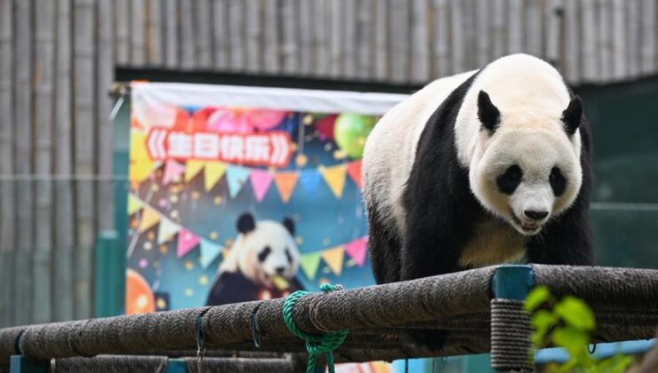 Tianjin Hayvanat Bahçesi Dev Panda Xi Le’nin 13. Doğum Gününü Kutladı