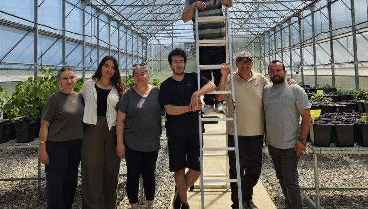 Trüf mantarı aşılı fidan üretim serası aşırı sıcaklardan dronla uygulanan jelle korunuyor