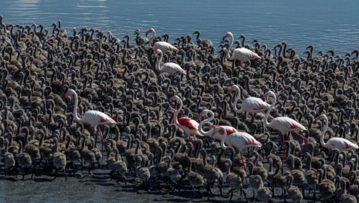 Tuz Gölü’nde son 5 yılın en yüksek flamingo yavrusu sayısına ulaşıldı