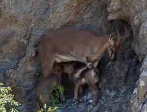 Yavrularını emziren dağ keçisi dronla görüntülendi