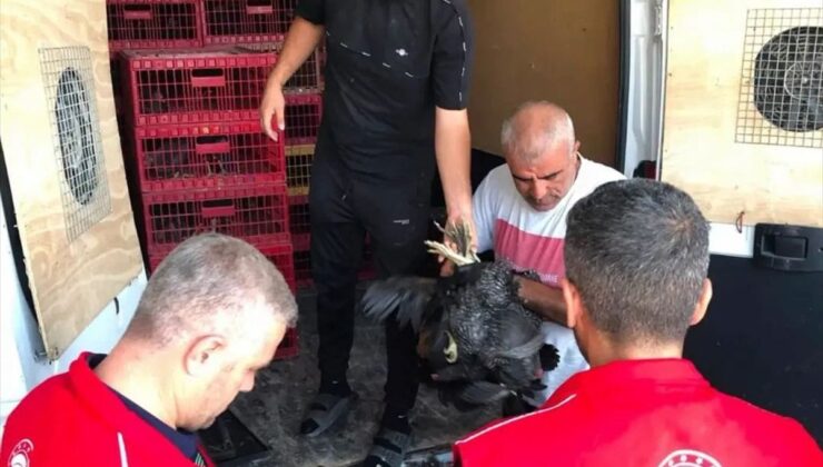 Adıyaman’da 20 aileye kümes hayvanı dağıtıldı