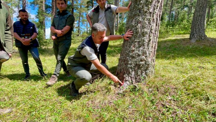 Ardahan’da dolu zararı gören sarıçam ormanları yenileniyor