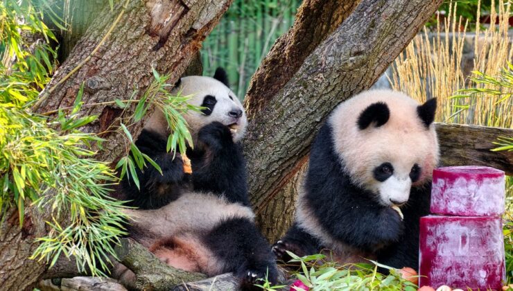 Berlin’deki dev panda ikizleri Leni ve Lotti ikinci yaş günlerini kutladı