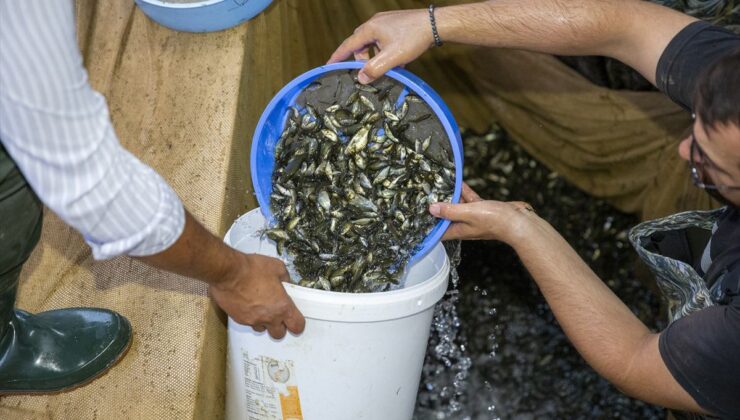 Bolu’da Üretilen 1 Milyon 220 Bin Sazan Ankara’ya Gönderildi