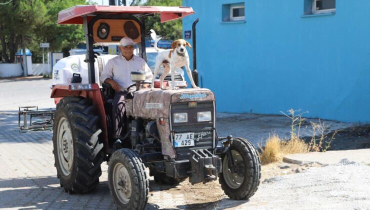 Çiftçinin Sadık Dostu Benekli: Traktörden İnmiyor