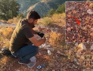 Çinliler Türkiye’deki çekirgelerin peşinde! Neden ortaya çıktı