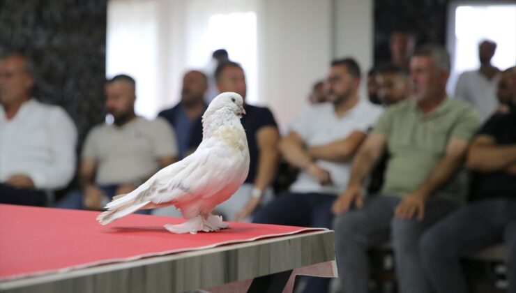 Erzurum’da Ender Şebap Güvercinleri Sergilendi