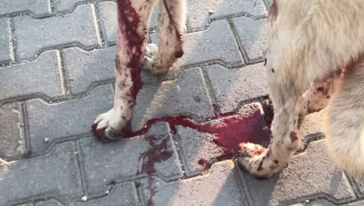Eskişehir’de köpeği vurup yavrusunu öldüren şüpheliye ev hapsi