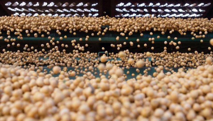 Güney Afrika’dan Çin’e 200 Bin Ton Soya İhracı