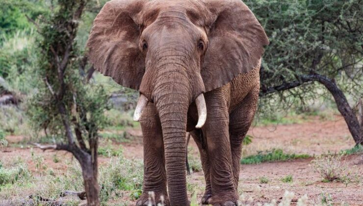 Kenya’da Bir Ayda 16 Fil Ölümü: Amboseli’de Gözetim Yoğunlaştırıldı