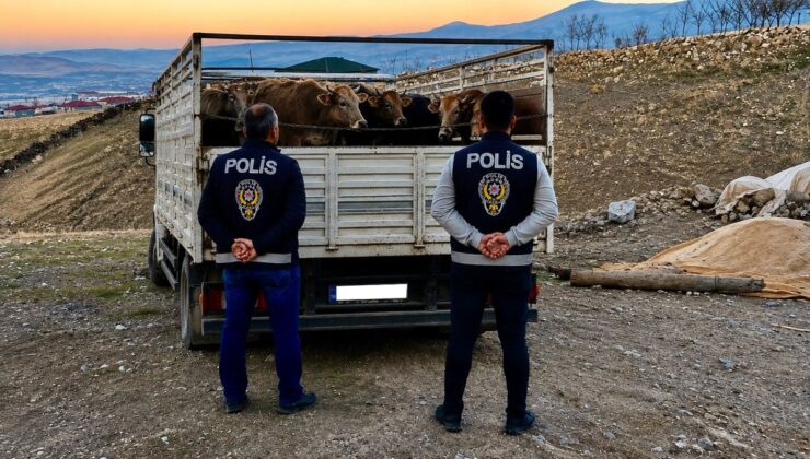 Kırşehir’de Mandıradan Büyükbaş Çalanlardan Biri Tutuklandı