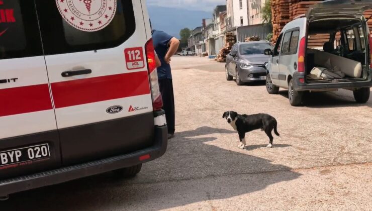 Köpeğe Çarpmamak İçin Manevra Yapan Motosiklet Sürücüsü Yaralandı