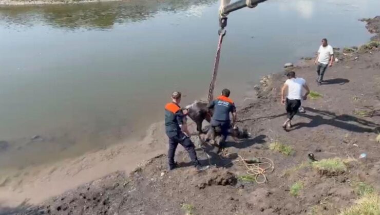 Kura Nehri’nde balçığa saplanan at kurtarıldı