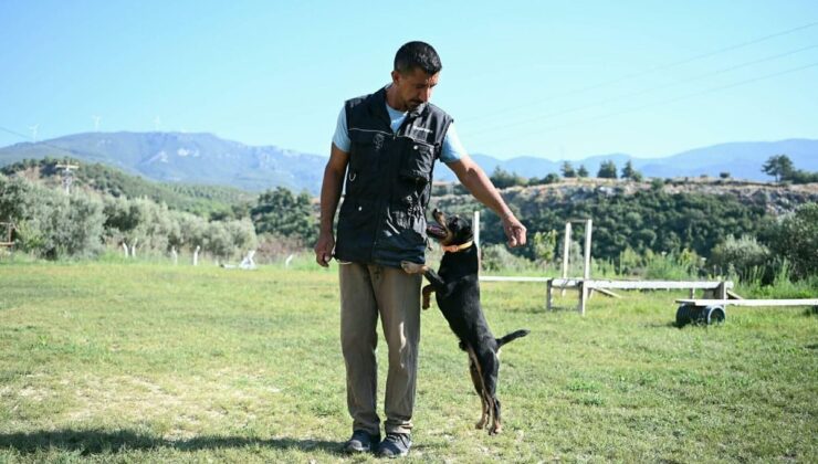 Kuşadalı Tevfik Gül: 11 Yılda Yetiştirdiği AFAD Sertifikalı 4 Köpekle Onlarca Hayat Kurtardı