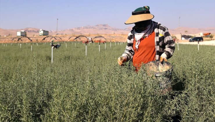 Mardin’de 4 milyon tuz çalısı Türkiye’nin meralarını yeşertecek