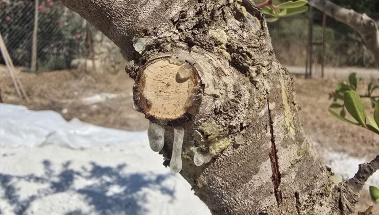 Muğla’da 11 Yıllık Sakız Hasadı Başladı