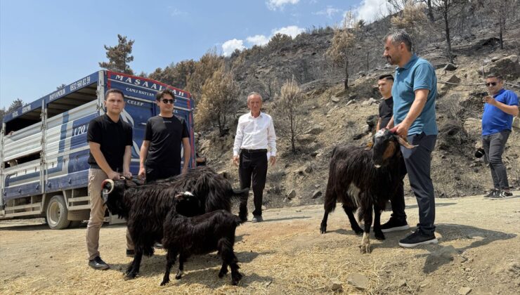 Muğla’da yangın mağduru çiftçilere 114 küçükbaş hayvan dağıtıldı