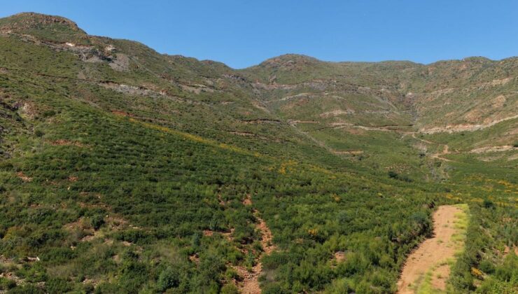 Muğla’nın Yanan Ormanları 5 Yılda Yeniden Yeşile Büründü